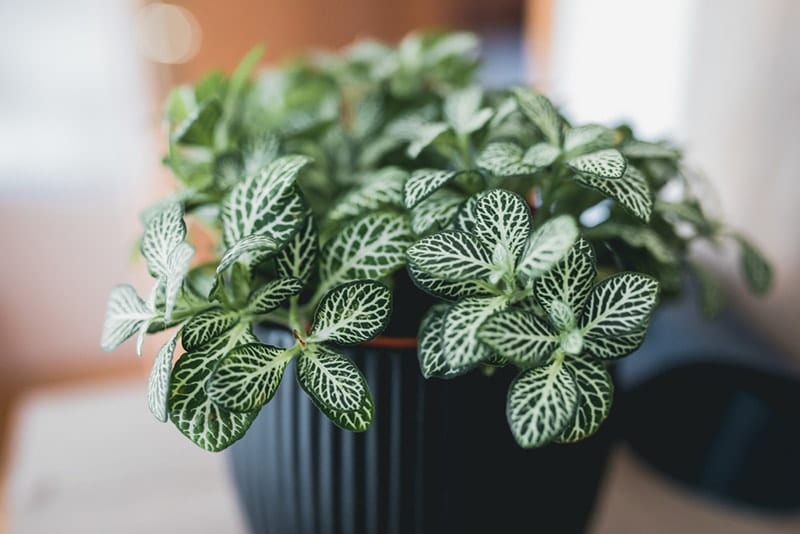 Fittonia nerve plant leave patterns houseplant