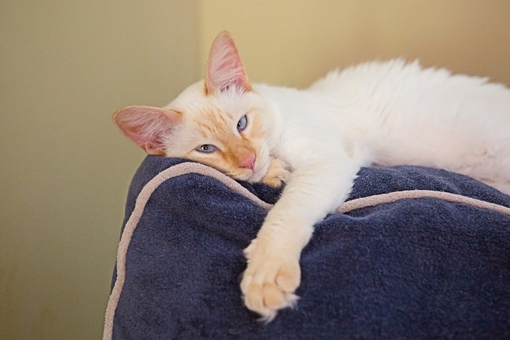 Flame Point Siamese Cat