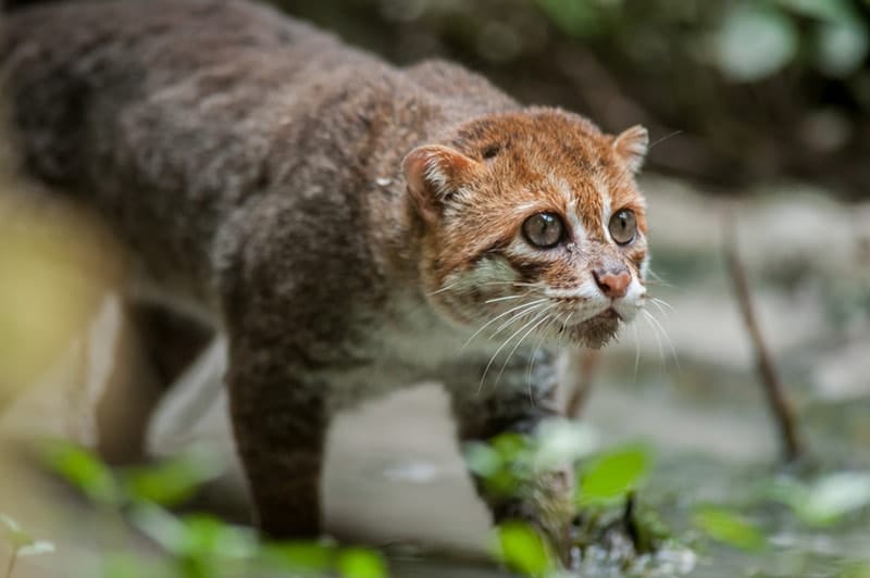 Flat-Headed Cat