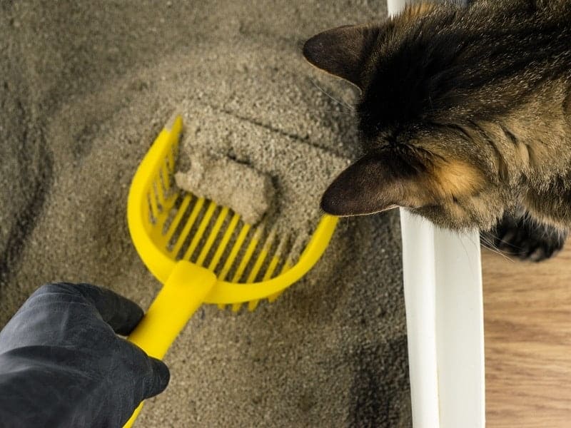 owner cleaning the litter box with scoop