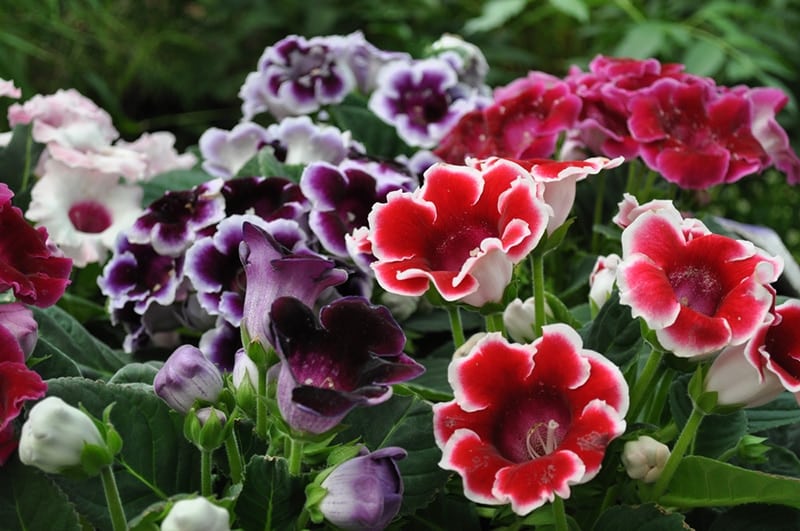 Fresh looking Gloxinia plants