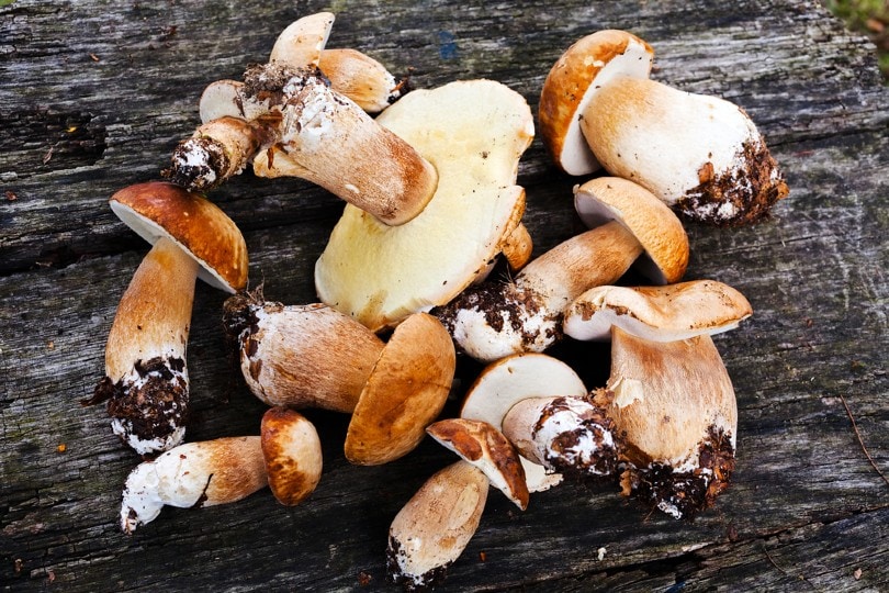 Fresh wild mushrooms