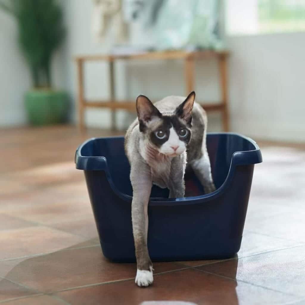 10 Best Cat Litter Boxes (2024) Reviews & Top Picks Catster