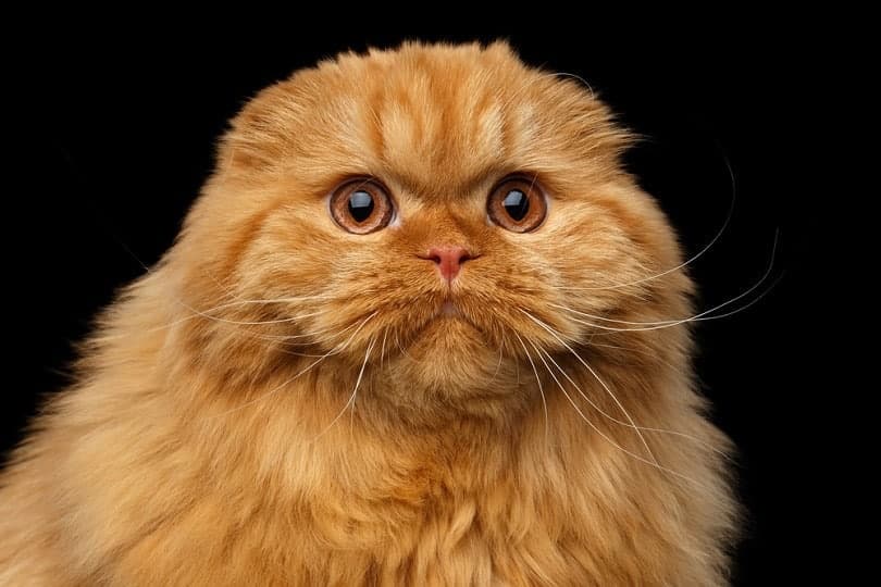 Furry red scottish fold highland breed Cat_Seregraff_shutterstock