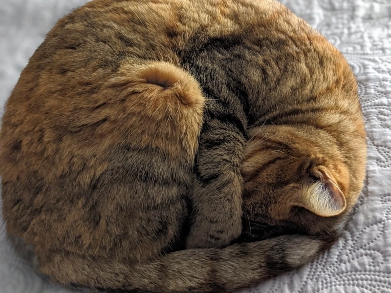 Ginger cat curled up on the rug