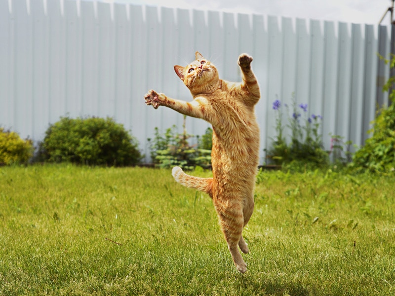 Ginger cat in jumping on green grass or dancing cat