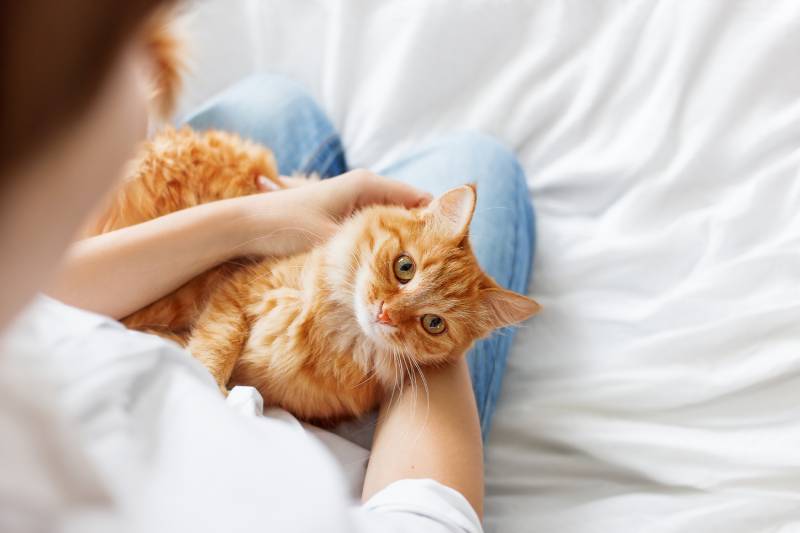 Ginger cat lies on woman's hands