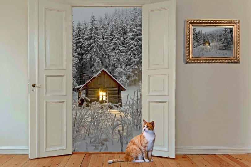 Ginger cat near door with snow in the background