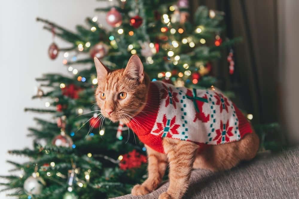 Ginger cat wearing christmas sweater