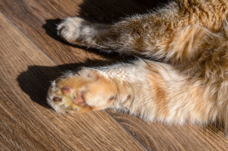 Ginger cat with a swollen paw on the floor