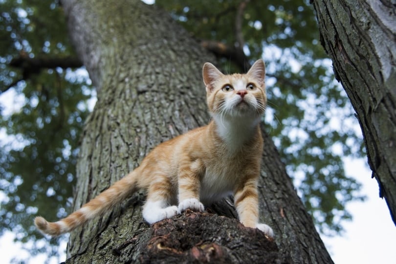 Ginger kitten about to jump from a tree