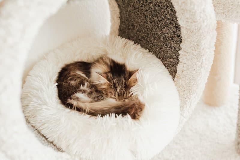 Ginger kitten curled up in bed
