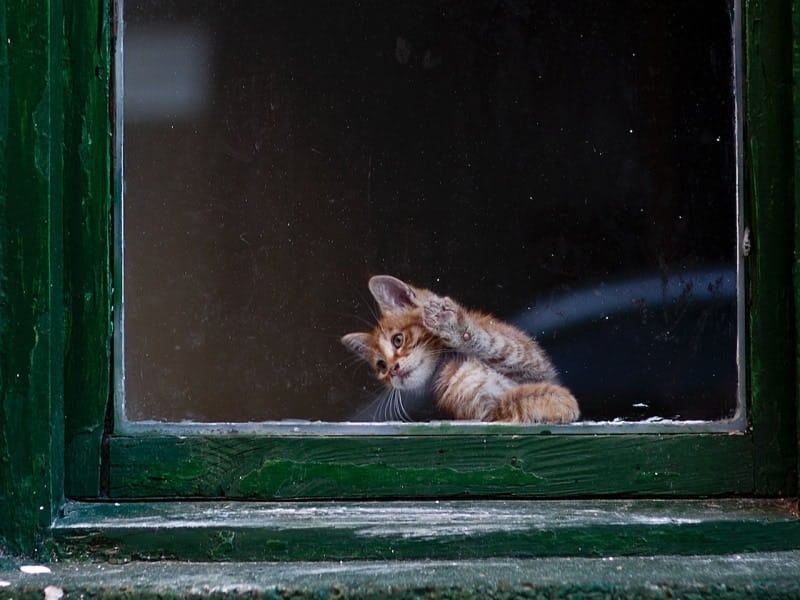 Ginger kitten pawing at the window