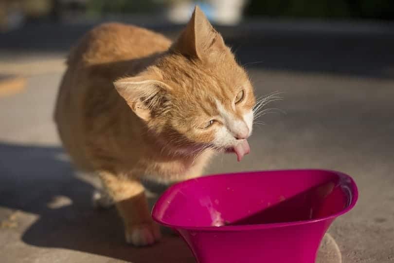 Ginger kitty sitting by the food bowl