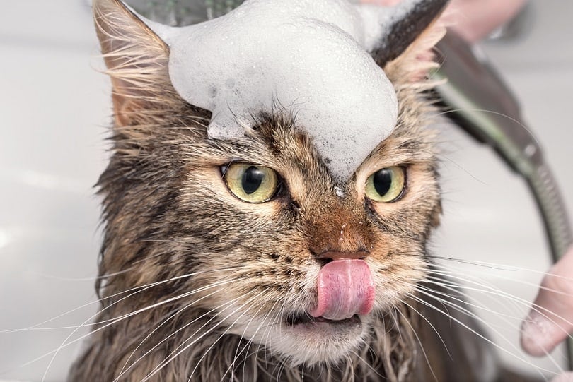 Can You Use Human Shampoo on Cats? What You Must Know! Cats are equipped with all the tools they need to bathe and clean themselves, but there may be times when your cat needs some assistance, possibly after they have walked through or played in something particularly dirty. Besides the fact that your cat will probably hate the experience of being bathed, it is important to remember that regular bathing can cause more harm than good, so it should be reserved solely for emergencies. With that said, there is a good chance that you won’t have cat shampoo laying around in the cupboard. So, can you use human shampoo on your cats? Is it safe? The quick answer is no, you shouldn’t use human shampoo on your cats. We’ll tell you more below. Should You Bathe Your Cat? Your cat has a rough tongue and powerful teeth. He has the tools he requires to effectively keep himself clean most of the time. This is especially true of short-haired cats. As such, it is rare that you will even consider bathing your cats. However, it is also true that cats are incredibly inquisitive. Some might say nosey. They want to investigate every portion of every room. They want to know what you keep grabbing out of the cupboard, and what it is that has such a strong smell in the back of the shed. They rub against things, roll in liquids and substances you don’t want them to, and have a seemingly endless list of ways in which they can cause mischief and end up caked in mud and other nasties. There may, then, be occasion when you feel it is necessary to bathe your cat. Occasional bathing is fine. The same natural oils that help protect your cat’s coat from everyday dirt and grime will recover after a bath. Frequent bathing, though, can strip these oils from the fur. This will leave your cat with dry fur. It can also lead to dry skin, rashes, and other problems that not only leave their fur lacking luster but may actually cause them harm. So, you can bathe your cat, but you should only do so when it is absolutely necessary. If you have ever had to bathe a cat, you likely won’t want to repeat the process too often. It tends to result in a lot of soapy water everywhere except on the cat, and a terrified and angry cat warning you off. It’s a lot of water, claws, and hissing, but not a lot of cleaning. You should make the process quick, be confident, and you should have everything ready before you even consider turning the tap on. Should You Use Human Shampoo? Even the most delicate human shampoo contains chemicals and other ingredients that are harmful to your cat. A lot of shampoos contain perfumes and even essential oils, both of which can prove toxic to your cat. The ingredients are effectively absorbed through the cat’s skin and broken down by the liver, but a cat’s liver is not the same as a human’s and it is not as effective at breaking down the chemicals that are found in human shampoo. Therefore, it is safest to use a shampoo specially designed for cats. Using Specialist Cat Shampoo It is worth having a bottle of cat shampoo in the cupboard, ready for any mud-based emergency. These shampoos are formulated especially for use on cats. They have the right pH balance, so are not usually as acidic as human shampoo, and they do not contain the same essential oils and perfumes as are used in our own shampoo. Cat shampoo won’t dry out your cat’s fur or skin as readily. It will contain some natural odor that will help get rid of the smell of dirt and muck, but it uses natural ingredients that are not damaging to your cat. Is Human Shampoo Safe For Cats? Some human shampoo may prove relatively safe for cats, but the majority of ingredients found in human shampoo can prove dangerous for your filthy feline. Stick to cat shampoo, only bathe when necessary, and be prepared before you grab the cat because the process is likely to get a bit scratchy.