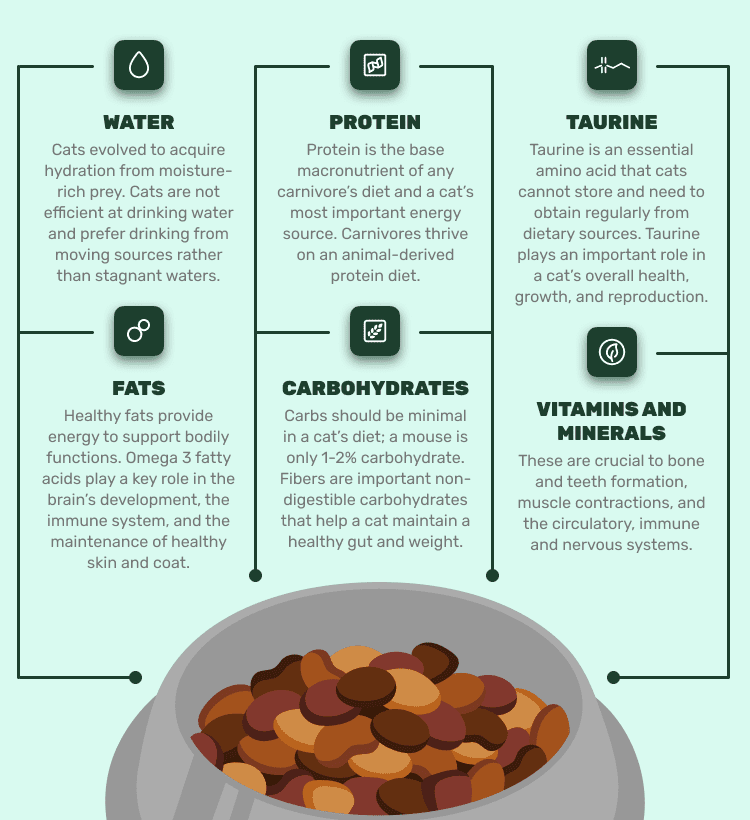 cat food ingredients