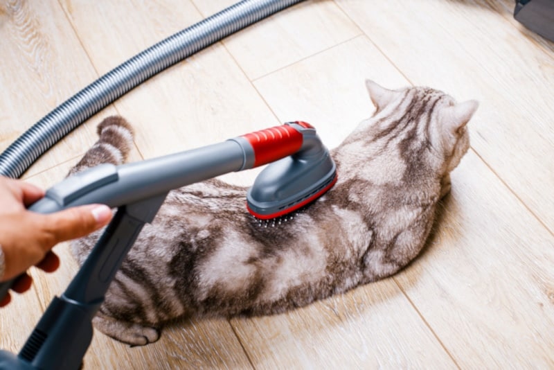 Gray cat being vacuumed