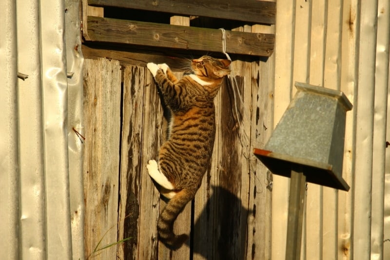 Gray cat climbing up a wall