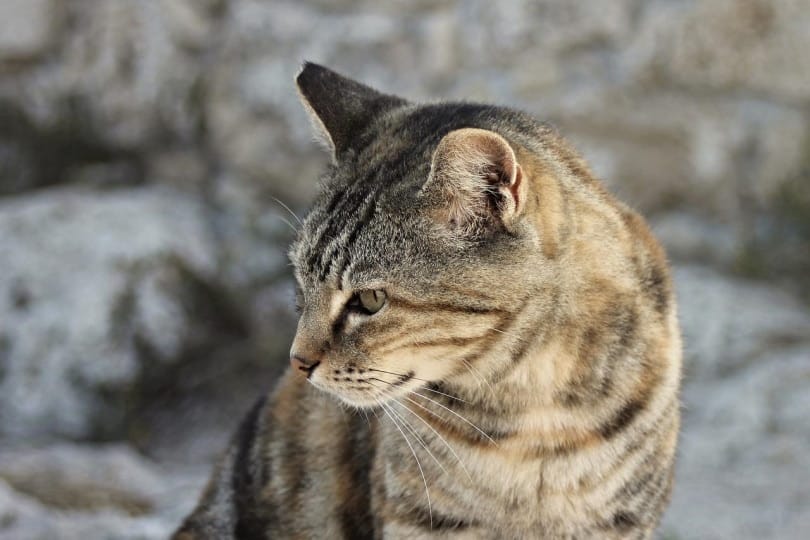 Gray cat looking at something nearby