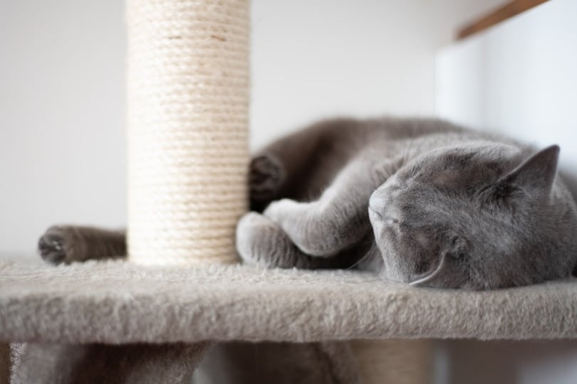 Gray cat lying down a cat tree with scratching post