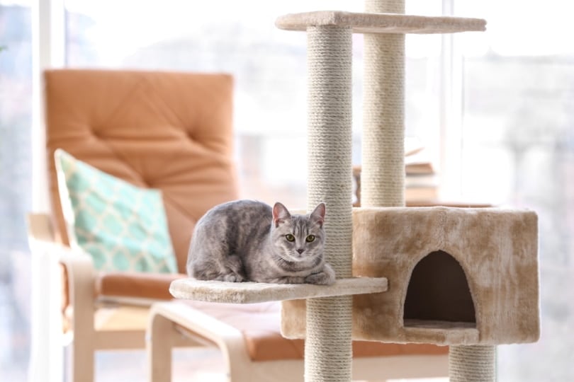 Gray cat sitting in a cat tree