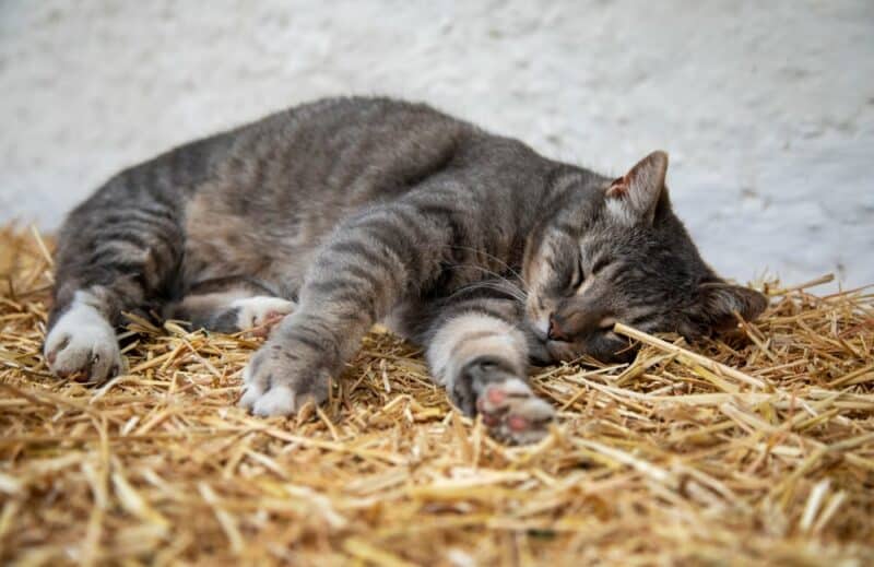 How Do Cats Fall Asleep So Fast? VetReviewed Feline Sleep Cycle Catster