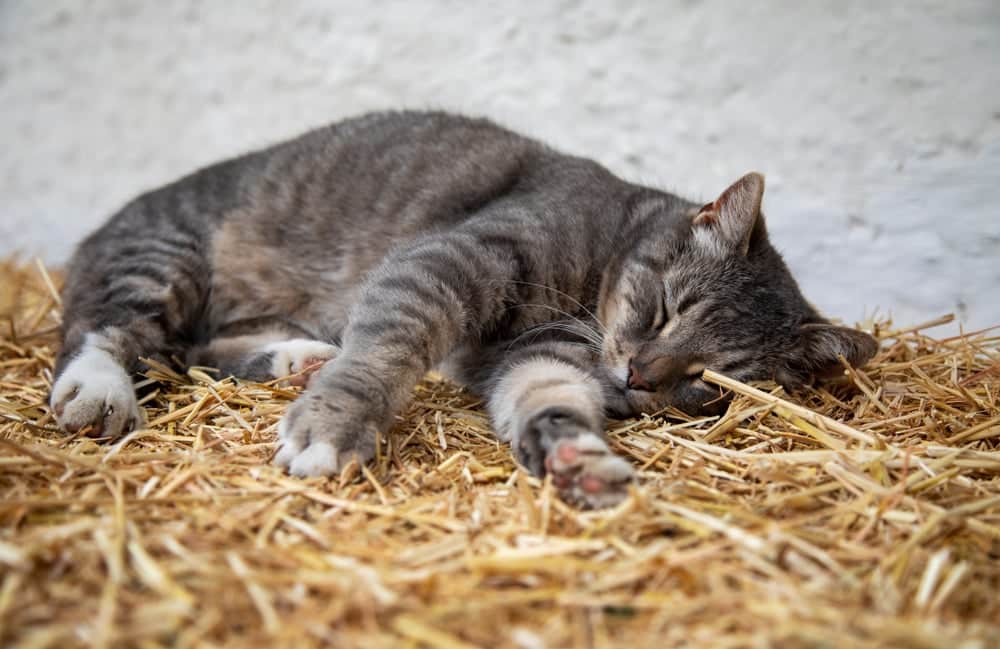 Cat sleeping on straw