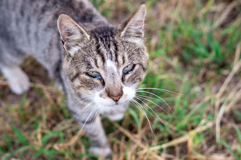 Gray cat with eye infection