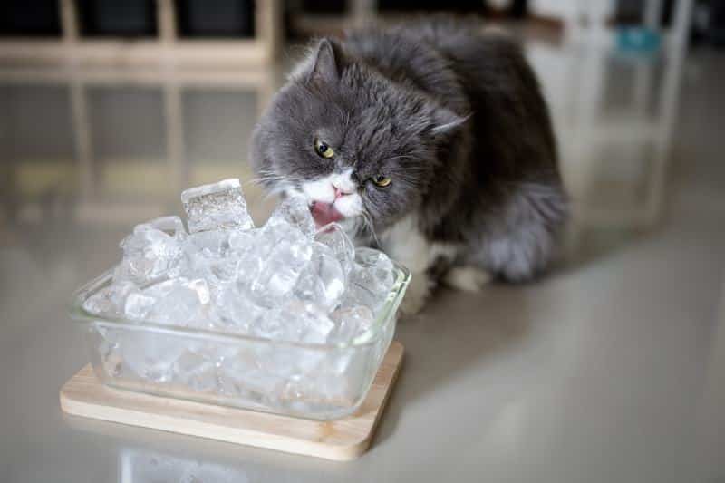 https://www.catster.com/wp-content/uploads/2023/12/Gray-persian-cat-is-licking-ice_Chaiwat-Hemakom_Shutterstock.jpg