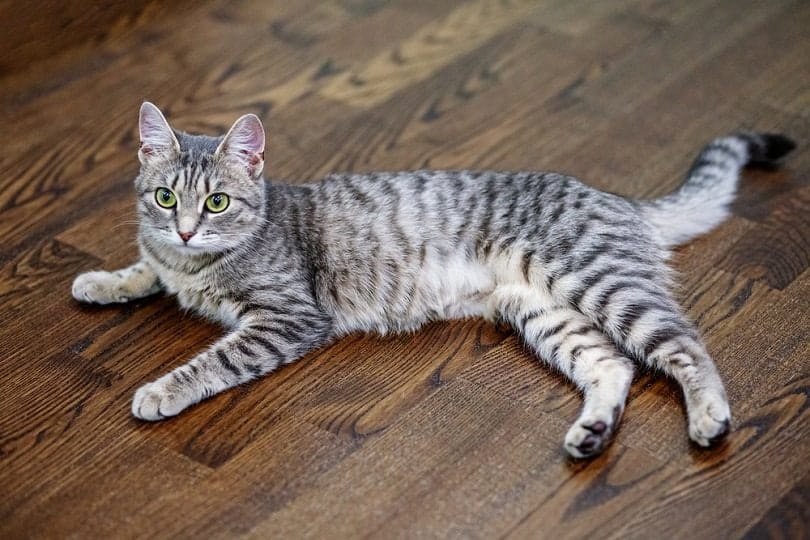 Gray striped cat _OlhaTsiplyar_shutterstock