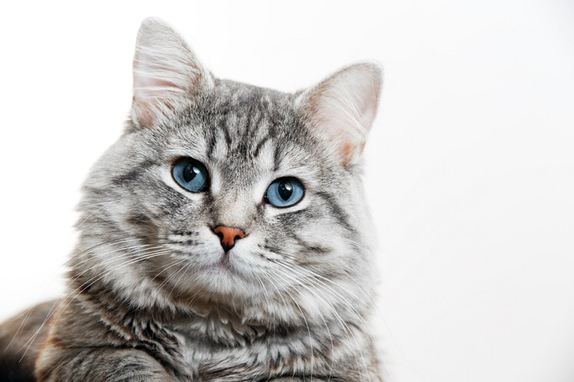 Gray tabby cute kitten with blue eyes_KDdesignphoto_shutterstock