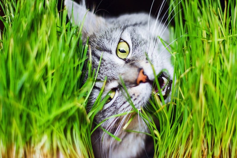 Gray tabby lovely fluffy cat eating fresh green gras