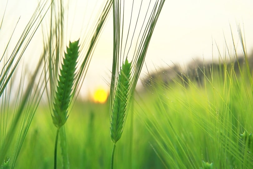 Green barley in the field