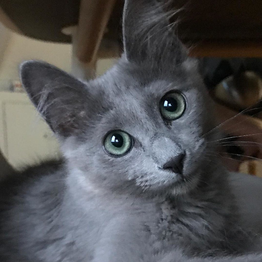 Grey Nebelung Cat with ear furnishing