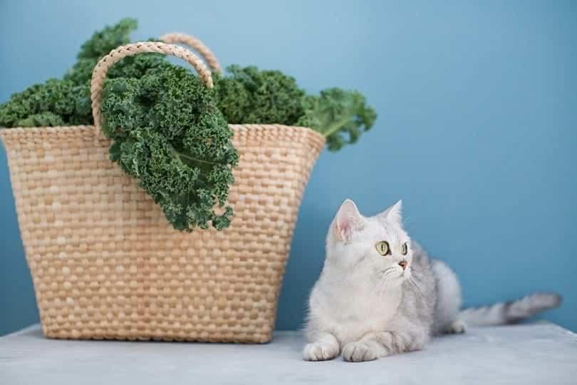 Grey cat and green curly kale salad_aprilannnte_shutterstock