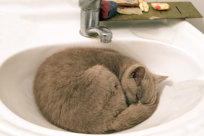 Grey cat sleeping in the bathroom