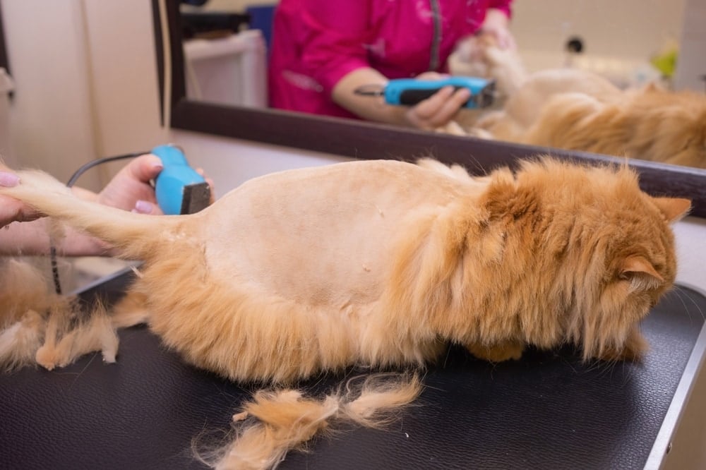Grooming cat with tool for shedding hair