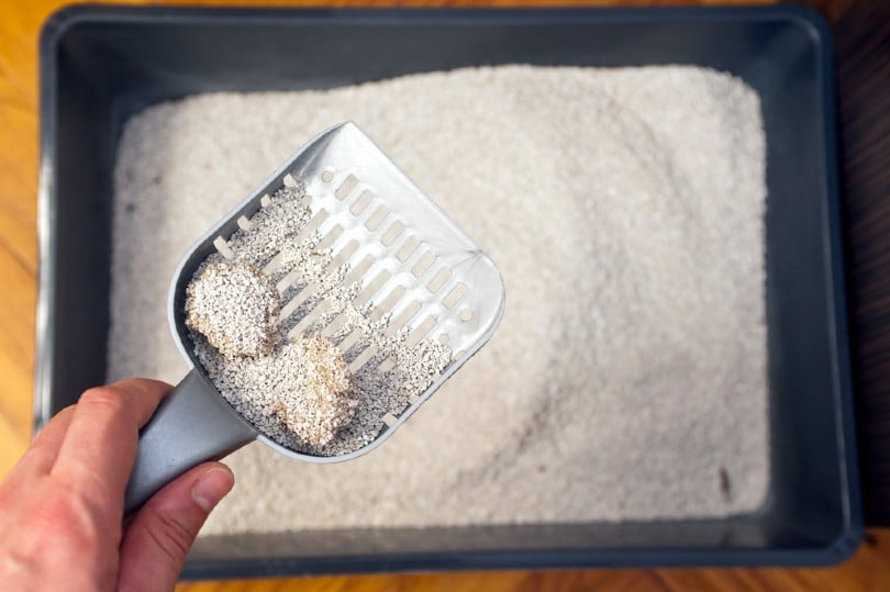 How to Stop Cat Litter Tracking at Home 9 Proven Methods Catster