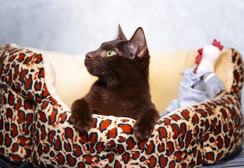 Havana Brown cat in the cat bed