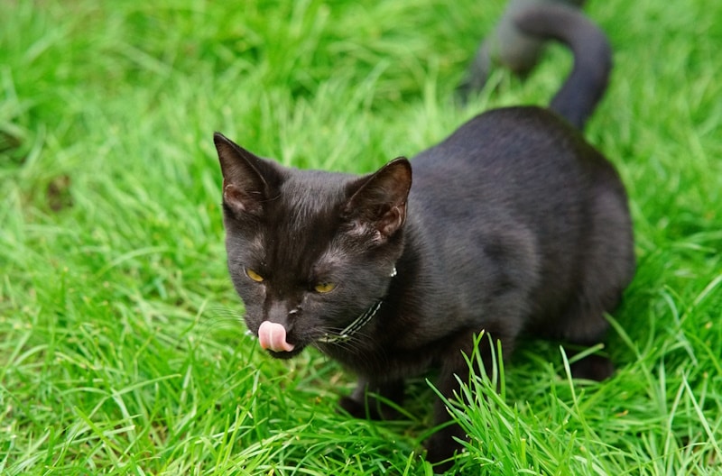Havana Brown cat in the grass