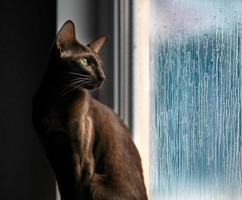 Havana Brown cat sitting near window