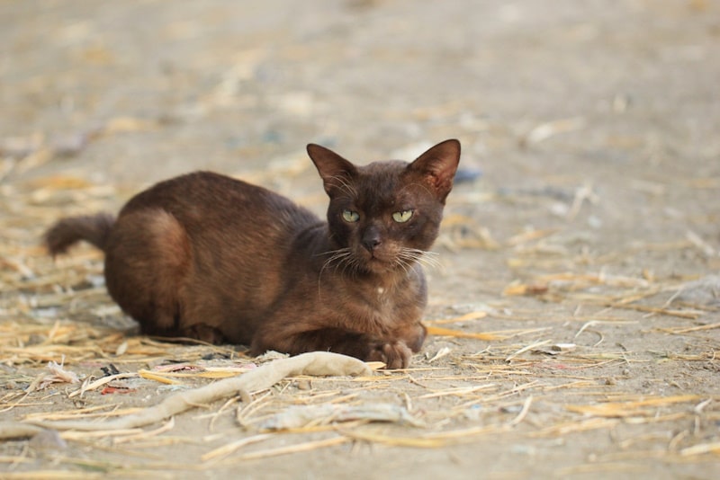 Havana Brown kitten lying in the grass