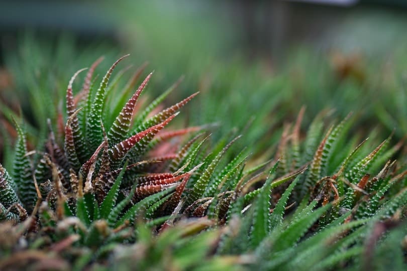 Haworthia Zebra