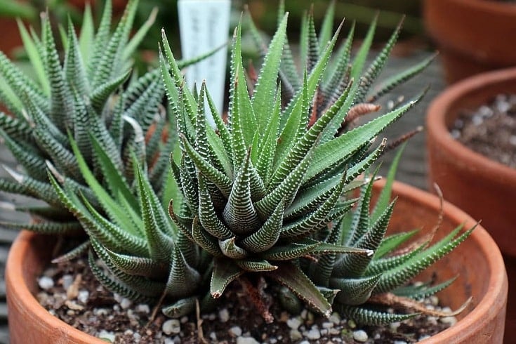 Haworthia Zebra