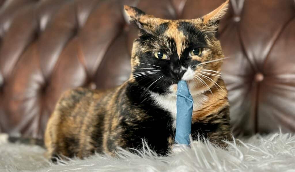 Hepper-Blue-Catnip-Stick-Toy-Domestic-Shorthair-Tortoiseshell-Cat-1024x598-2