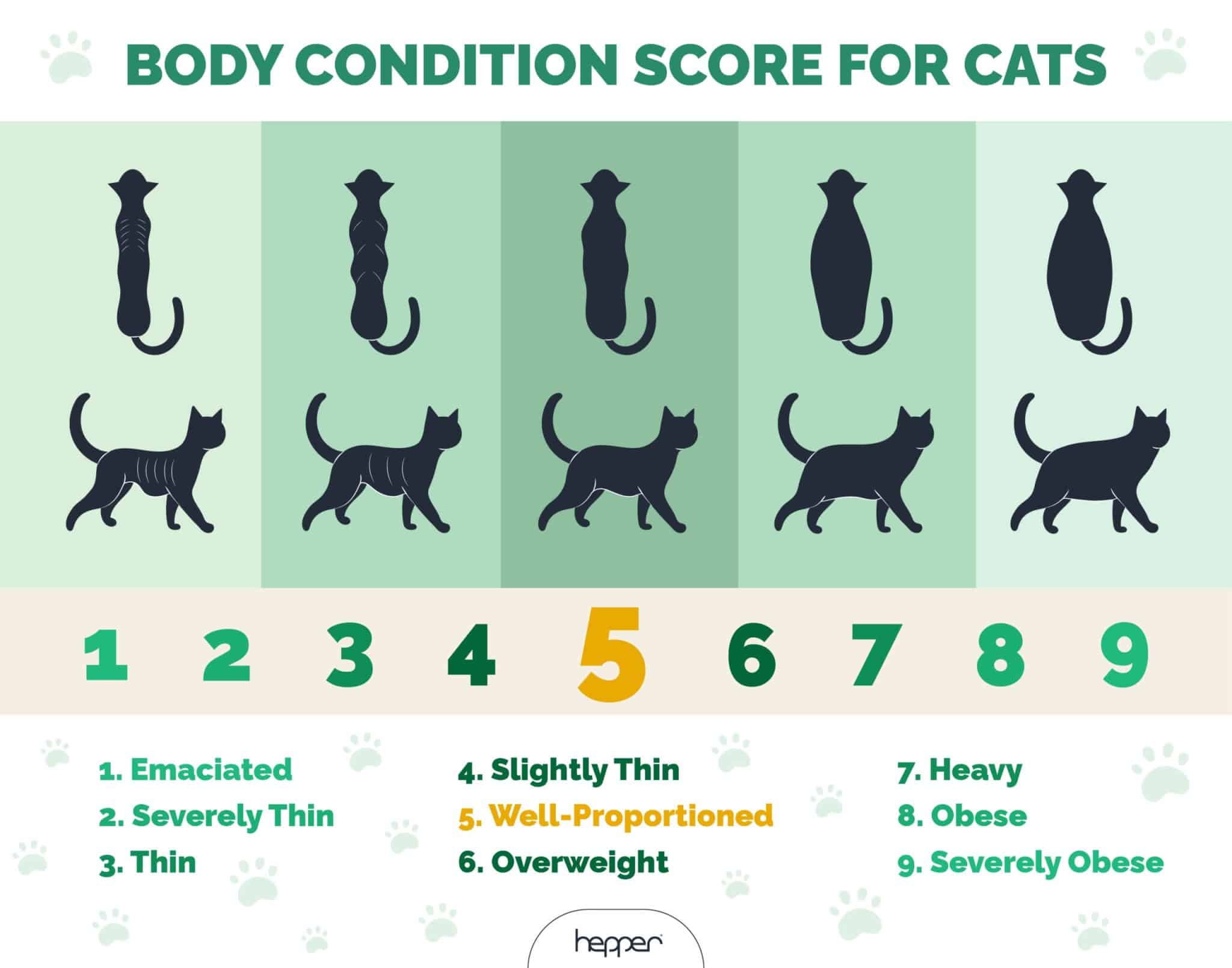 Hepper Body Condition Score for Cats_v1-2