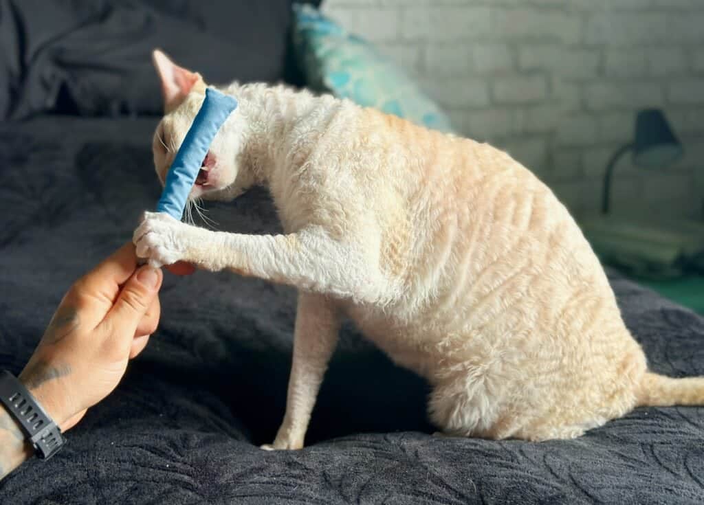 Hepper Catnip Stick Toy - White Cornish Rex on Bed