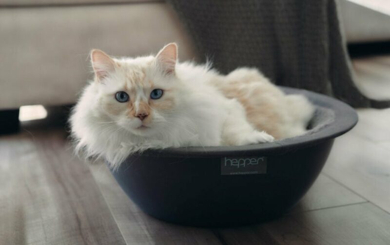 10 Best Cat Beds for Older Cats in 2026 - Reviews & Top Picks - Catster - Therapeutic Cat Beds For Senior Cats