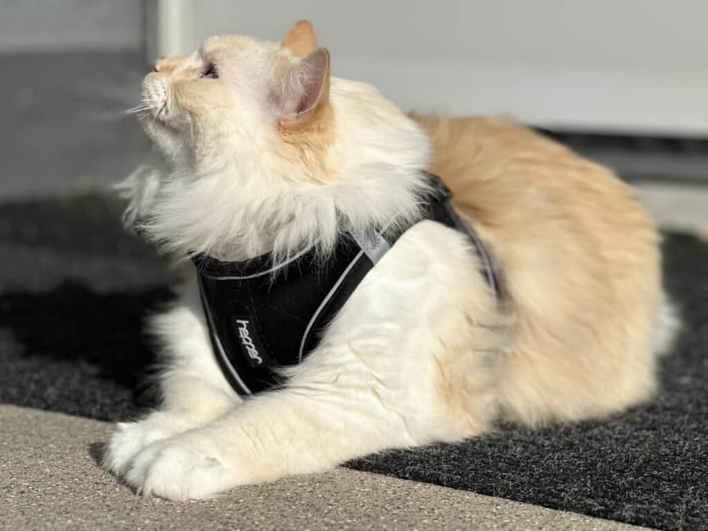 11 Best Cat Harnesses of 2024 Reviews & Top Picks Catster