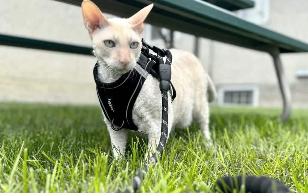 The Best Cat Harnesses of 2023